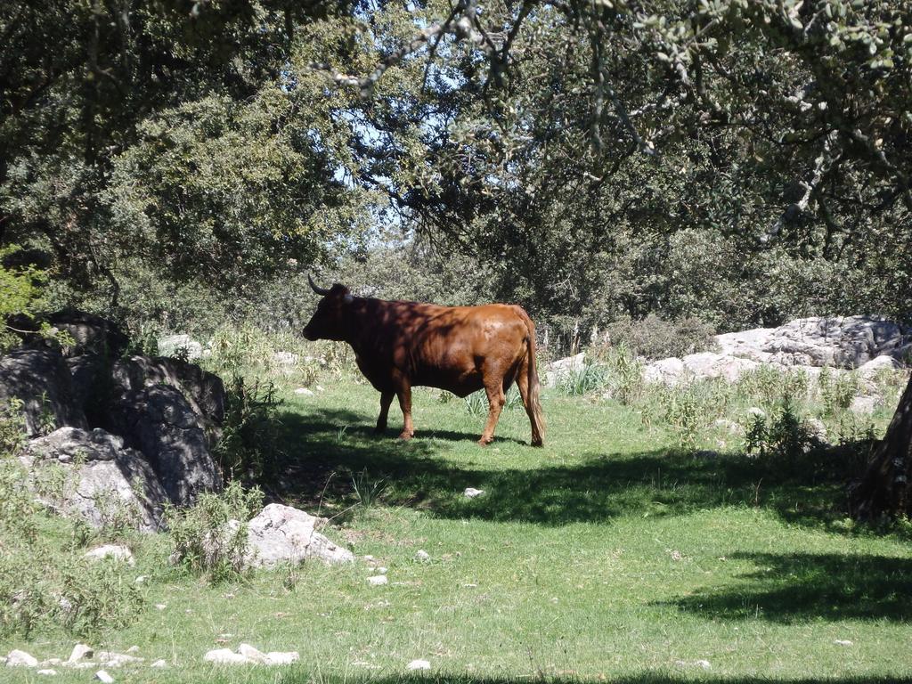 Posada Del Fresno Montejaque Eksteriør billede